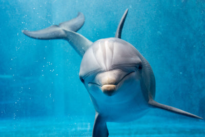 Adopt a Dolphin