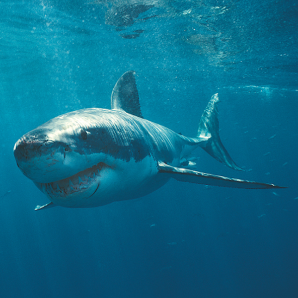 White Shark - Oceana