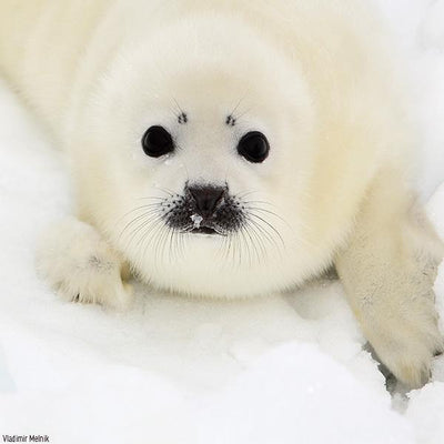 Adopt a Harp Seal
