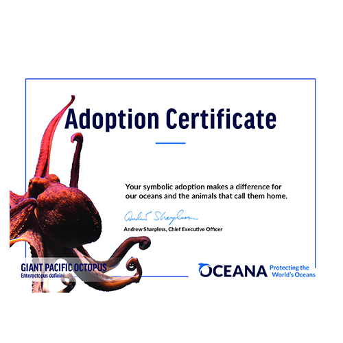 Giant Pacific Octopus Certificate Adoption