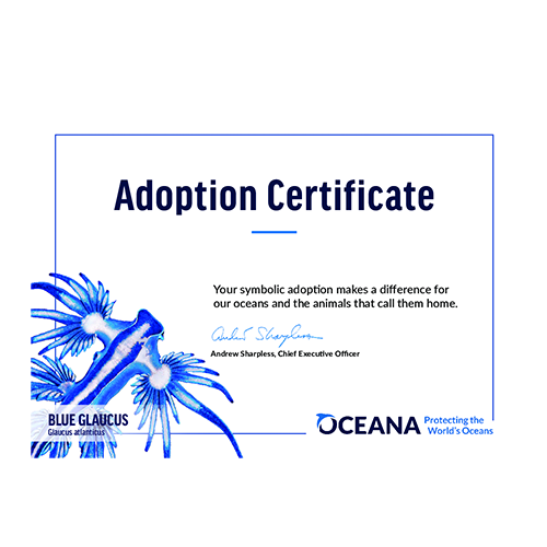 Blue Glaucus Certificate Adoption