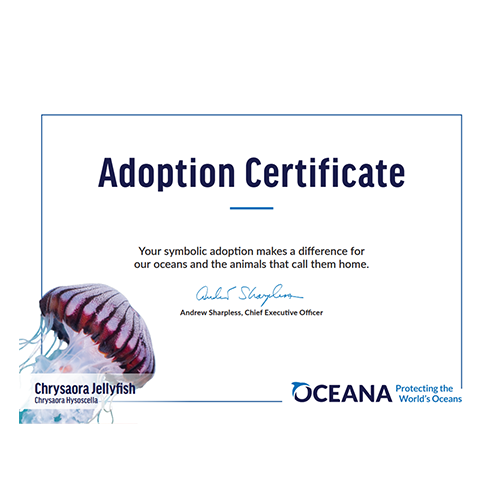 Chrysaora Jellyfish Certificate Adoption