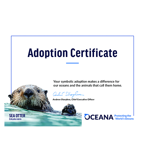 Sea Otter Certificate Adoption