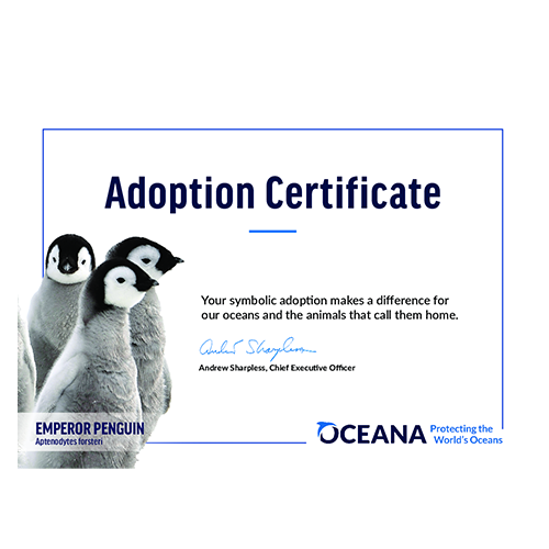 Emperor Penguin Chick Certificate Adoption