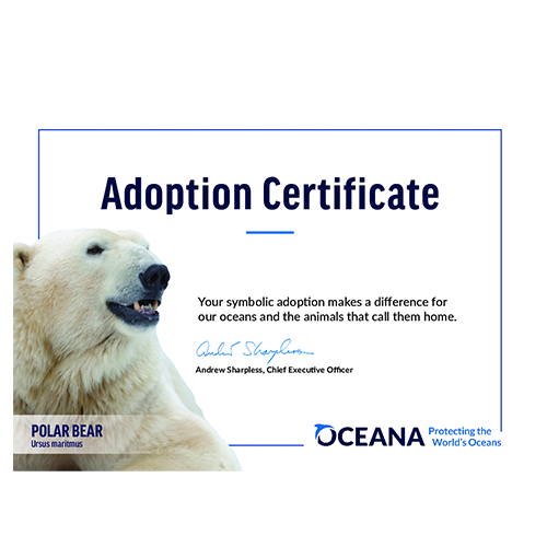 Polar Bear Certificate Adoption