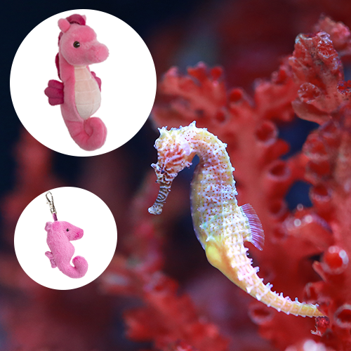 /cdn/shop/files/Seahorse