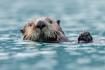Adopt a Sea Otter