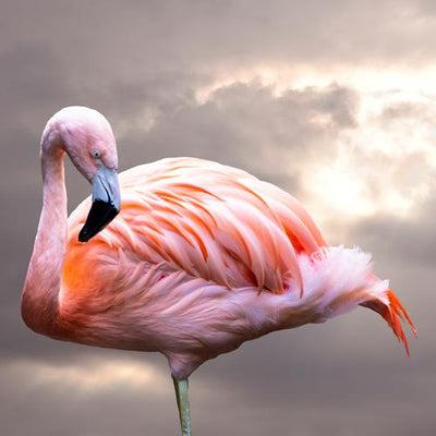Adopt a Flamingo