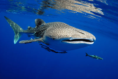 Adopt a Whale Shark