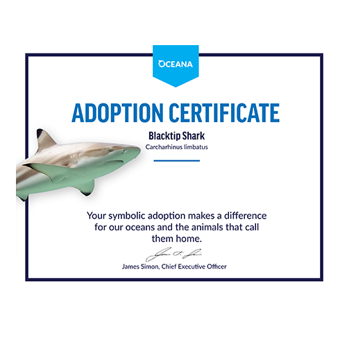 Blacktip Shark Certificate Adoption