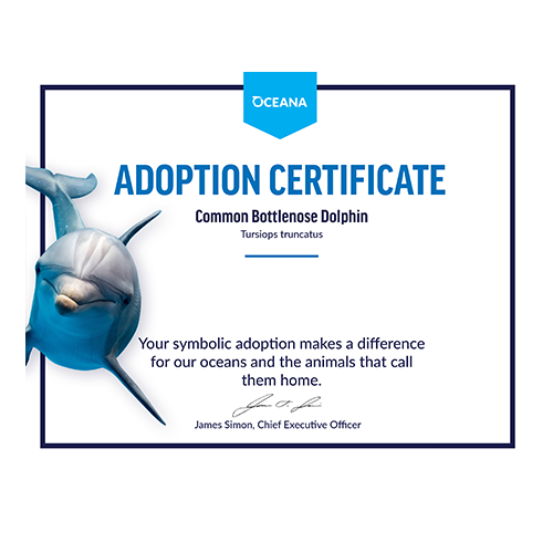 Common Bottlenose Dolphin Certificate Adoption