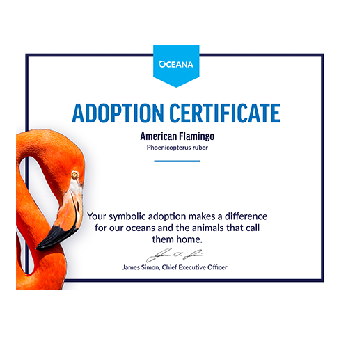 American Flamingo Certificate Adoption