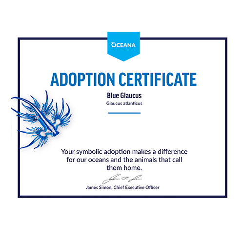 Blue Glaucus Certificate Adoption