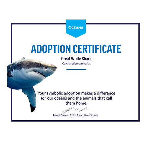 Great White Shark Certificate Adoption