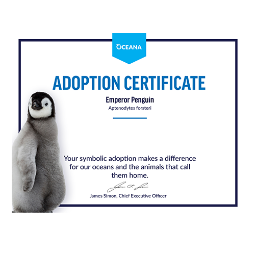 Emperor Penguin Chick Certificate Adoption