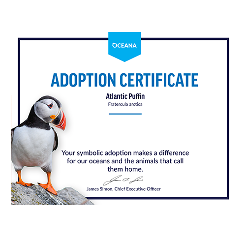 Atlantic Puffin Certificate Adoption