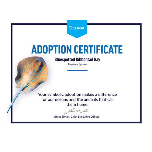 Bluespotted Ribbontail Ray Certificate Adoption