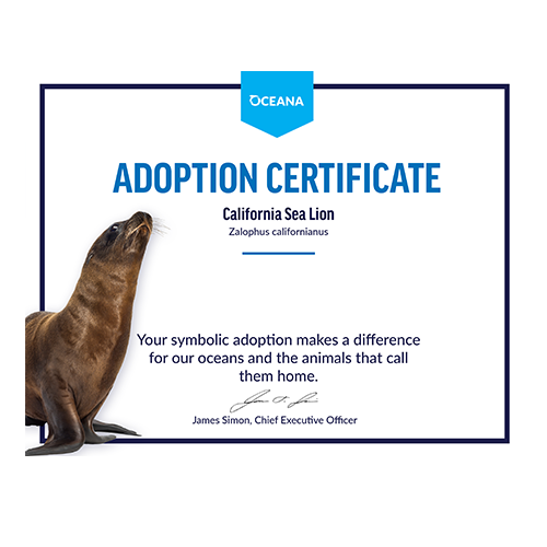 California Sea Lion Certificate Adoption