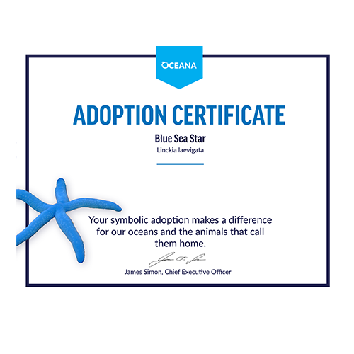 Blue Sea Star Certificate Adoption