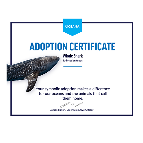 Whale Shark Certificate Adoption