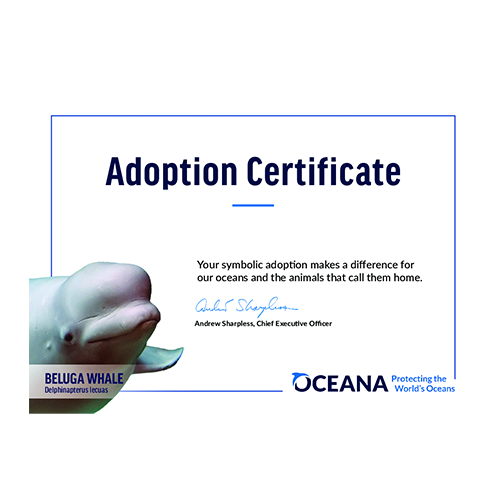 Beluga Whale Certificate Adoption