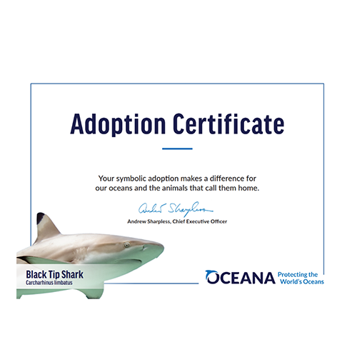 Black Tip Shark Certificate Adoption