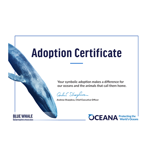 Blue Whale Certificate Adoption
