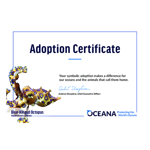 Blue-Ringed Octopus Certificate Adoption