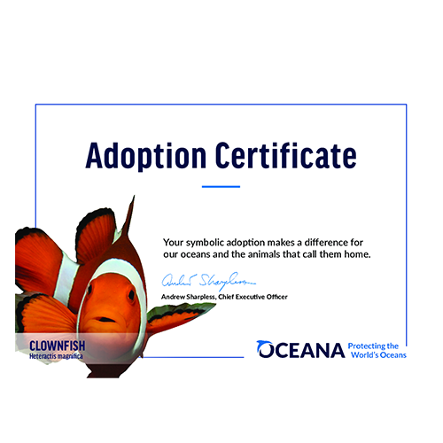 Clownfish Certificate Adoption