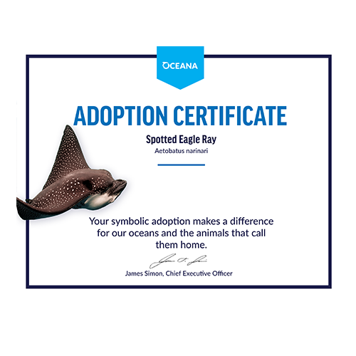 Spotted Eagle Ray Certificate Adoption