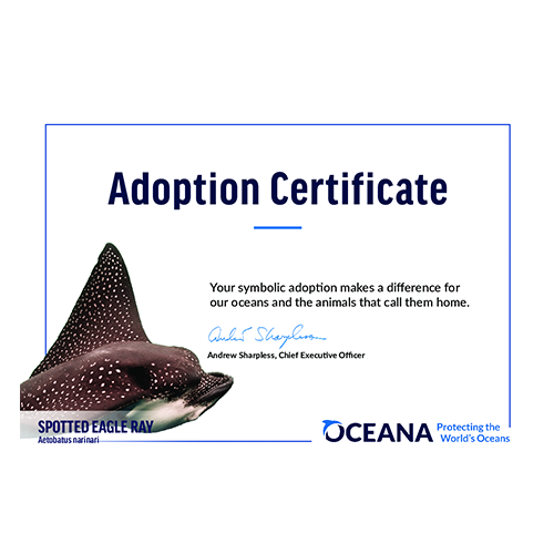 Spotted Eagle Ray Certificate Adoption