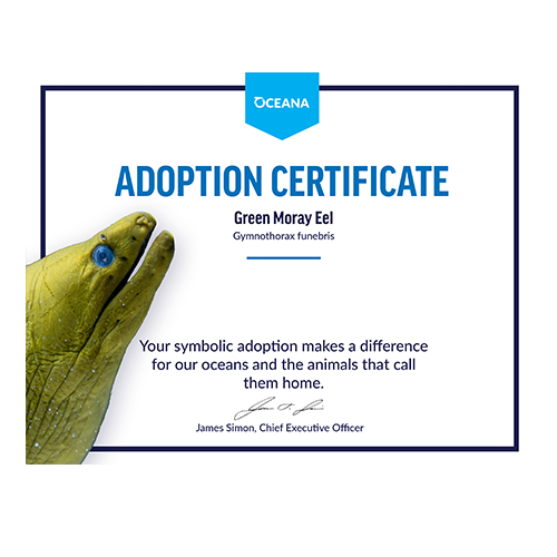 Green Moray Eel Certificate Adoption