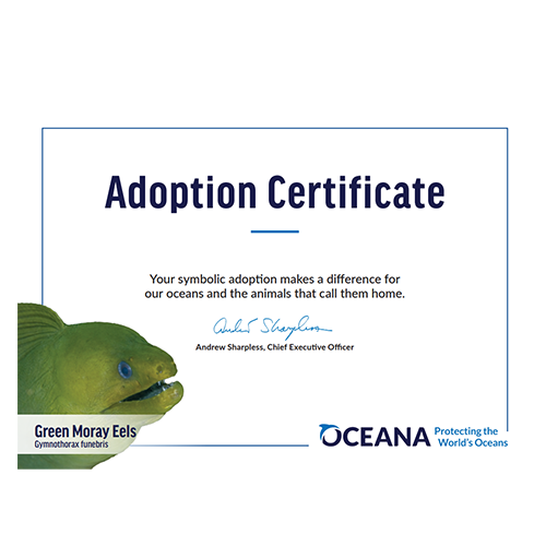 Green Moray Eel Certificate Adoption