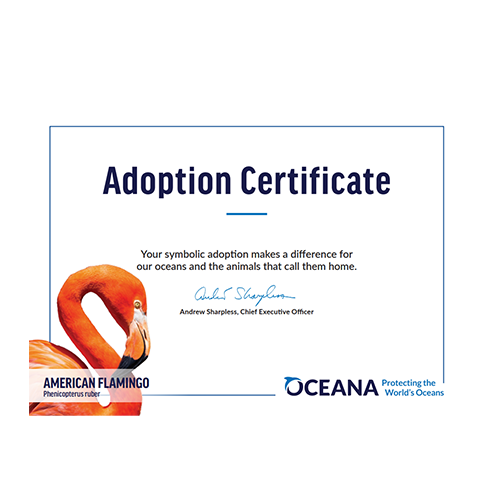 American Flamingo Certificate Adoption