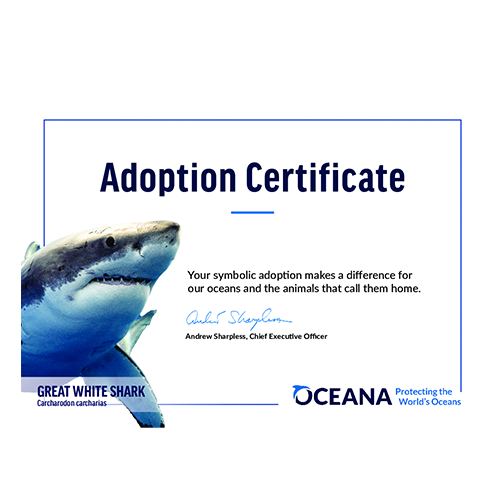 Great White Shark Certificate Adoption