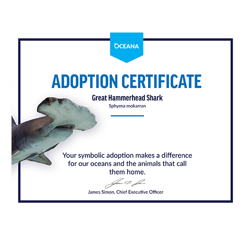 Great Hammerhead Shark Certificate Adoption