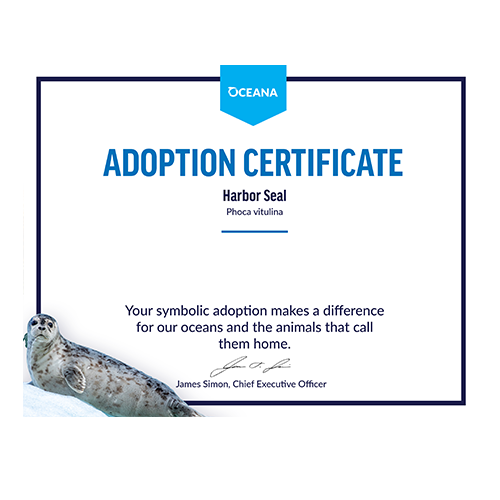 Harbor Seal Certificate Adoption