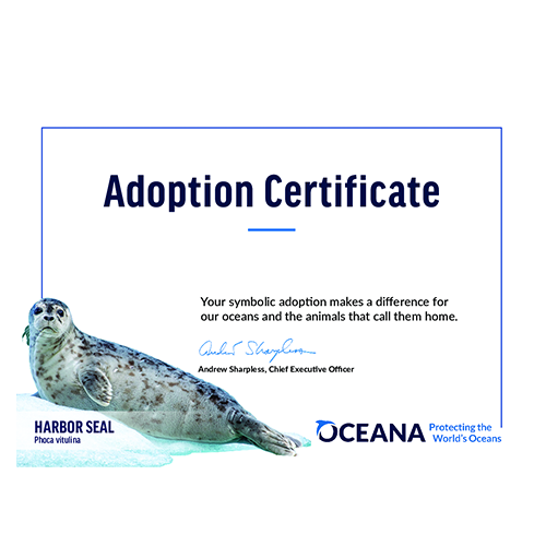 Harbor Seal Certificate Adoption