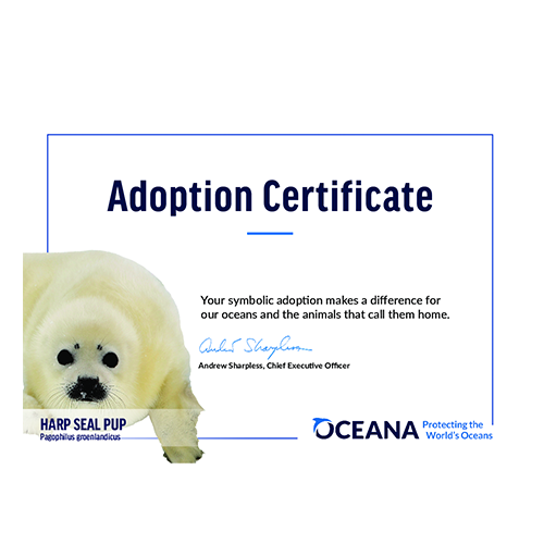 Harp Seal Pup Certificate Adoption
