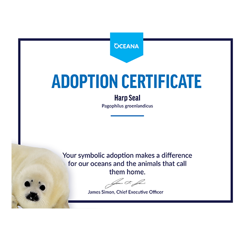 Harp Seal Pup Certificate Adoption