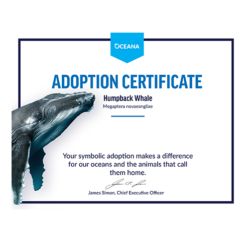 Humpback Whale Certificate Adoption