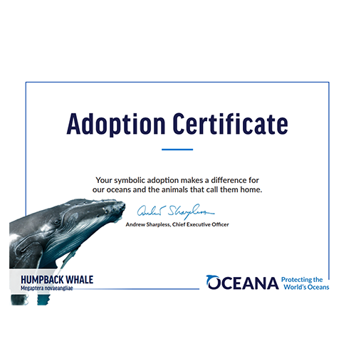 Humpback Whale Certificate Adoption
