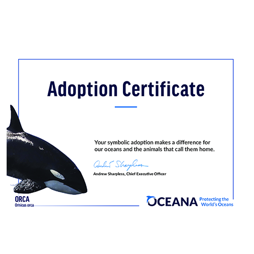 Orca Certificate Adoption