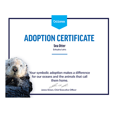 Sea Otter Certificate Adoption