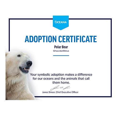 Polar Bear Certificate Adoption