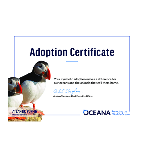 Atlantic Puffin Certificate Adoption