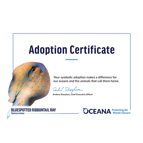Bluespotted Ribbontail Ray Certificate Adoption