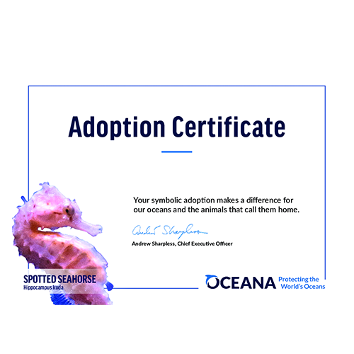 Spotted Seahorse Certificate Adoption