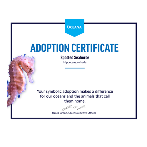 Spotted Seahorse Certificate Adoption