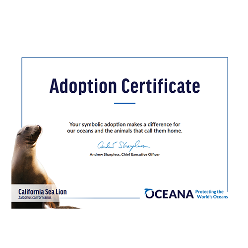 California Sea Lion Certificate Adoption